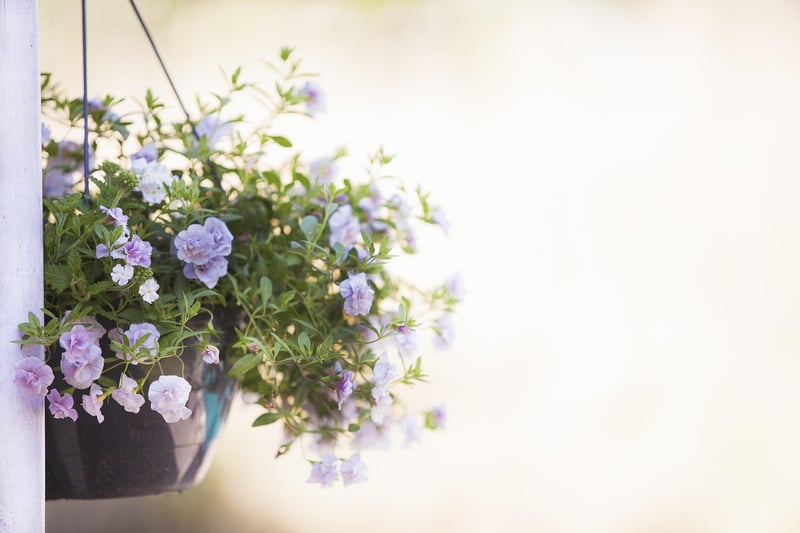 Hanging Florals