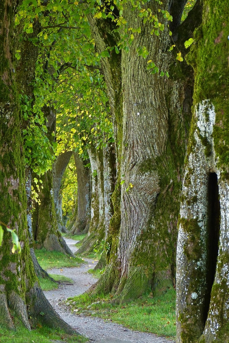 Sherwood Forest