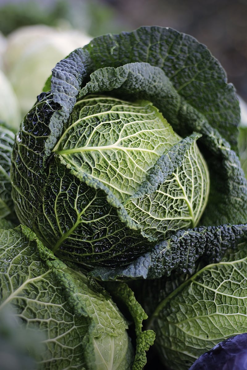 Fresh vegetables